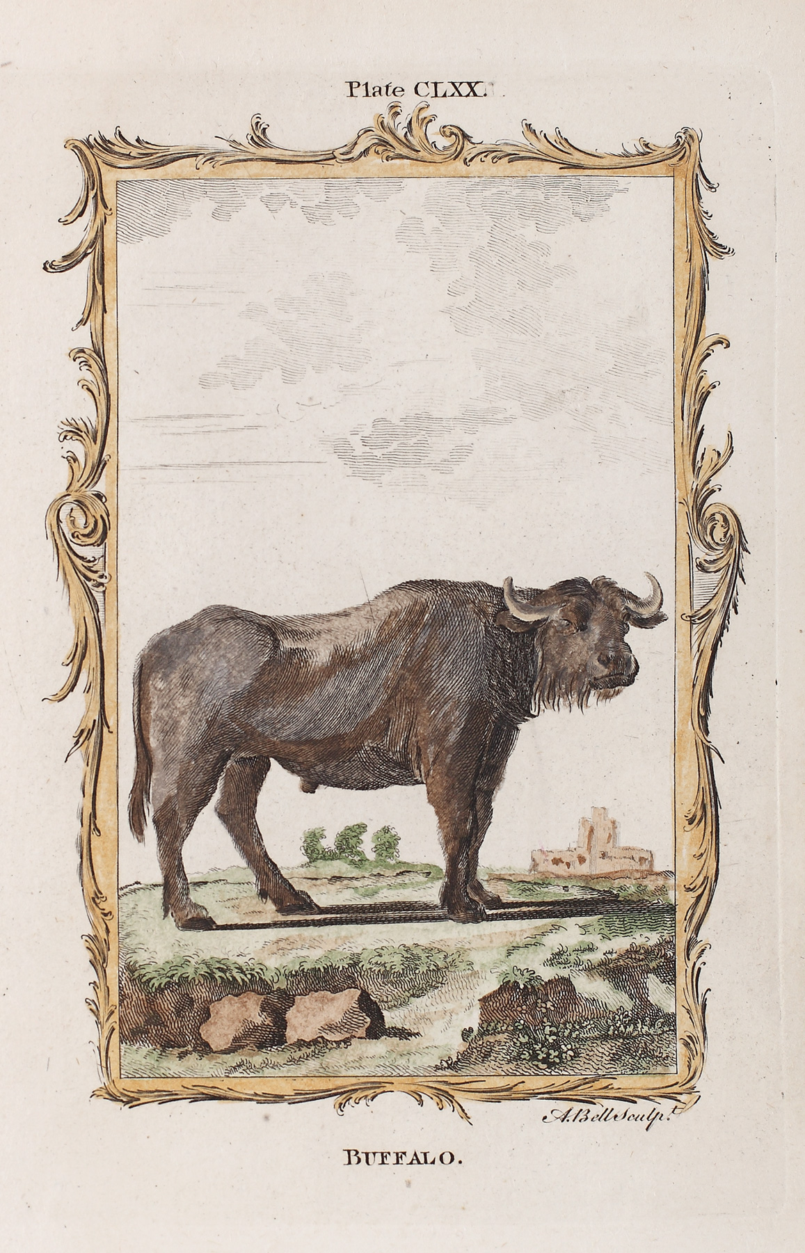 Gravură reprezentând bizonul american, extras din atlasul "Natural History", de A. Bell Sculp, 1791