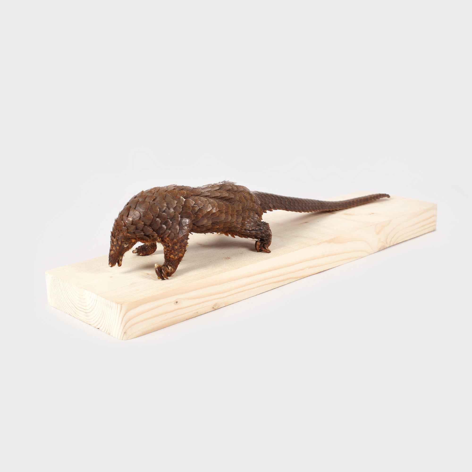 Dioramă cu trofeu de pangolin