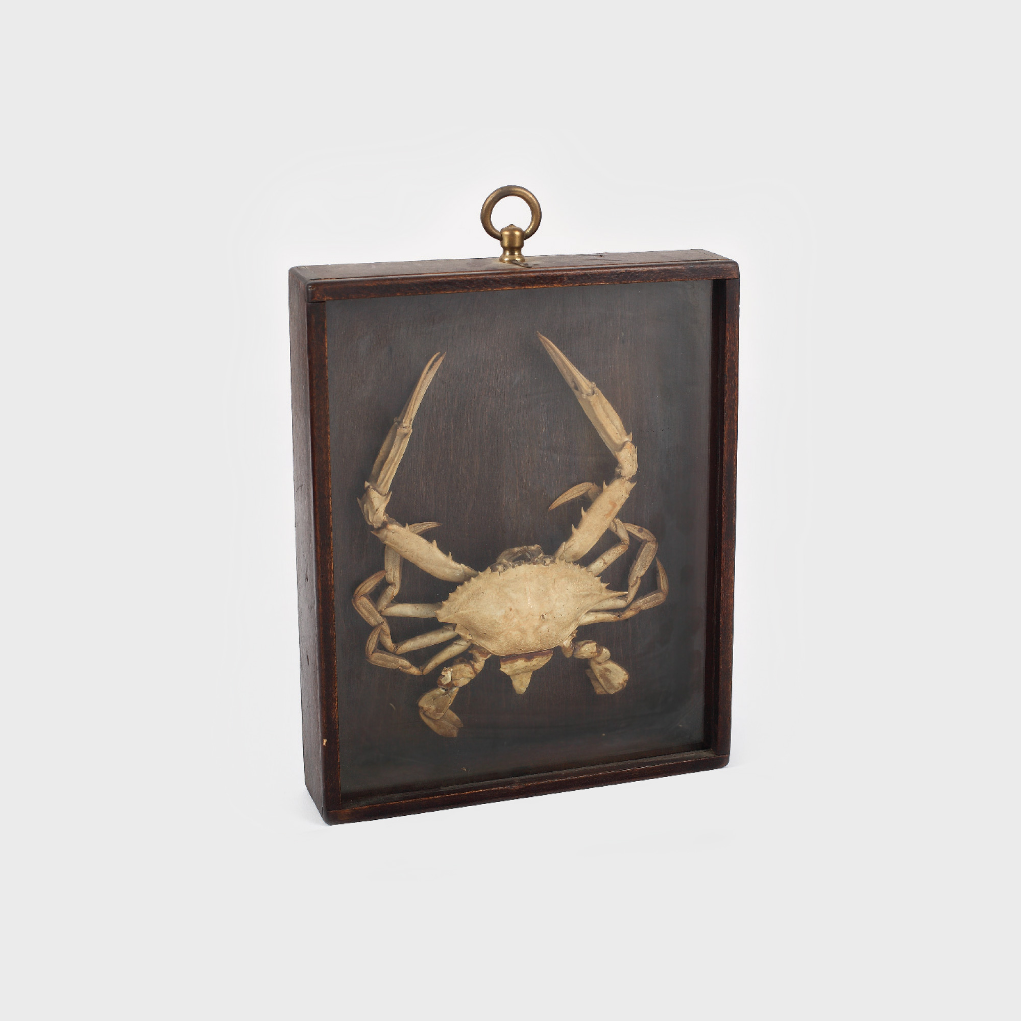 Dioramă cu trofeu de crab
