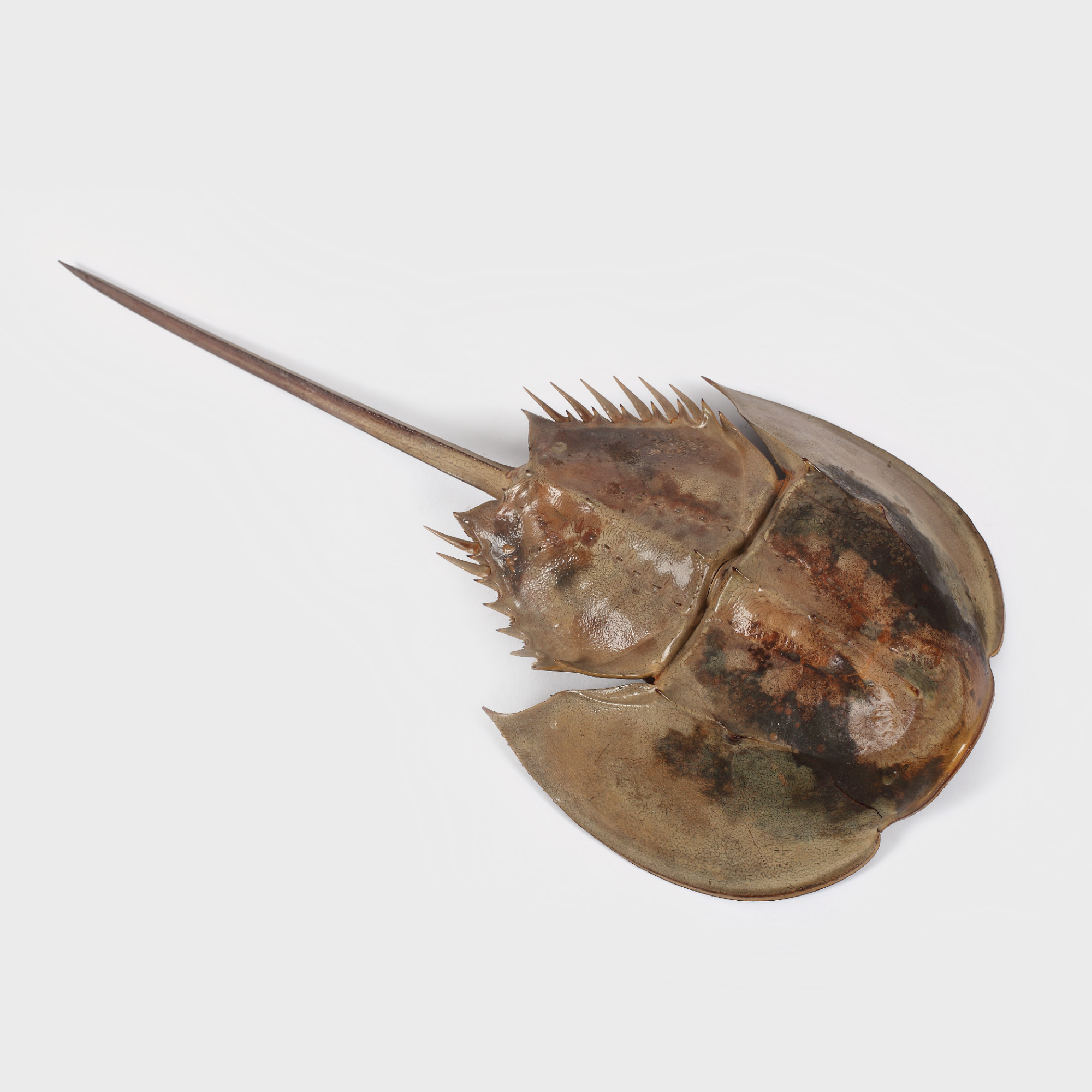 Crab potcoavă, America Centrală