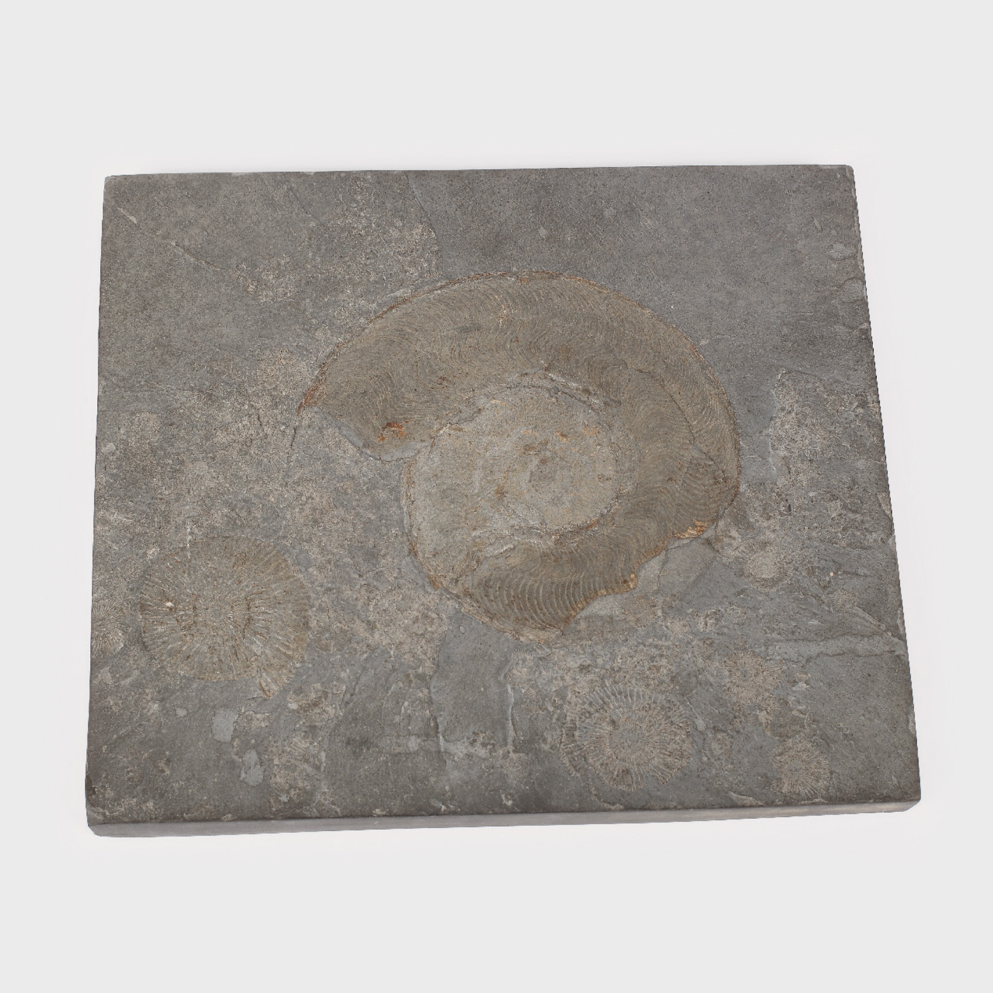 Placă decorativă, cuprinzând secțiune prin cochilia unui cefalopod din Jurassic (Harpoceras exparatos)