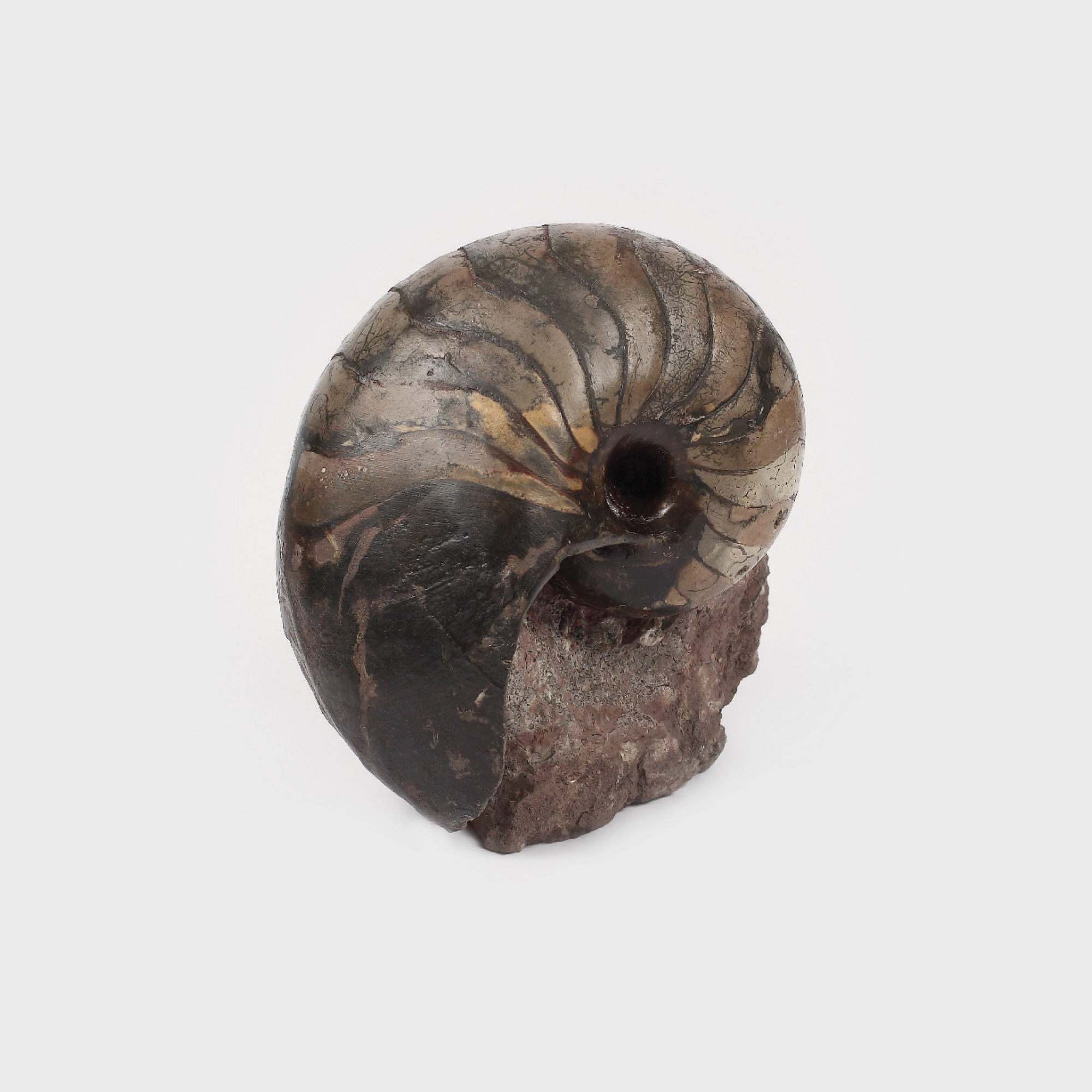Nautilus fosilizat, stare foarte bună de conservare, aprox. 200-300 de milioane de ani vechime 