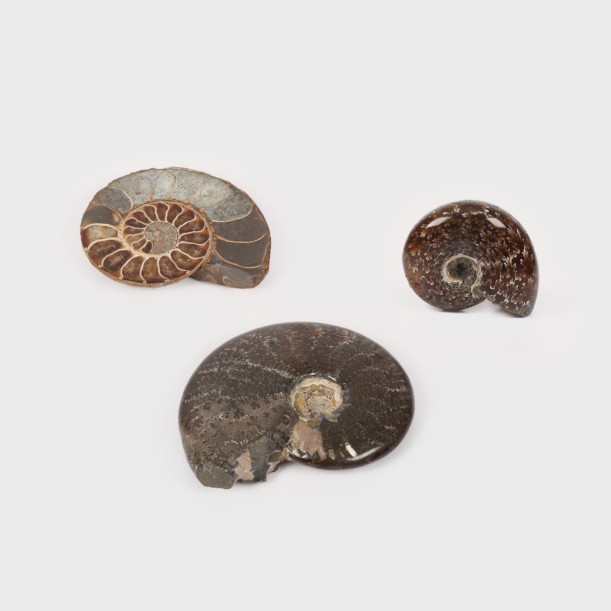 Lot format din 3 fosile decorative (Ammonoidea), dispărute odată cu dinozaurii