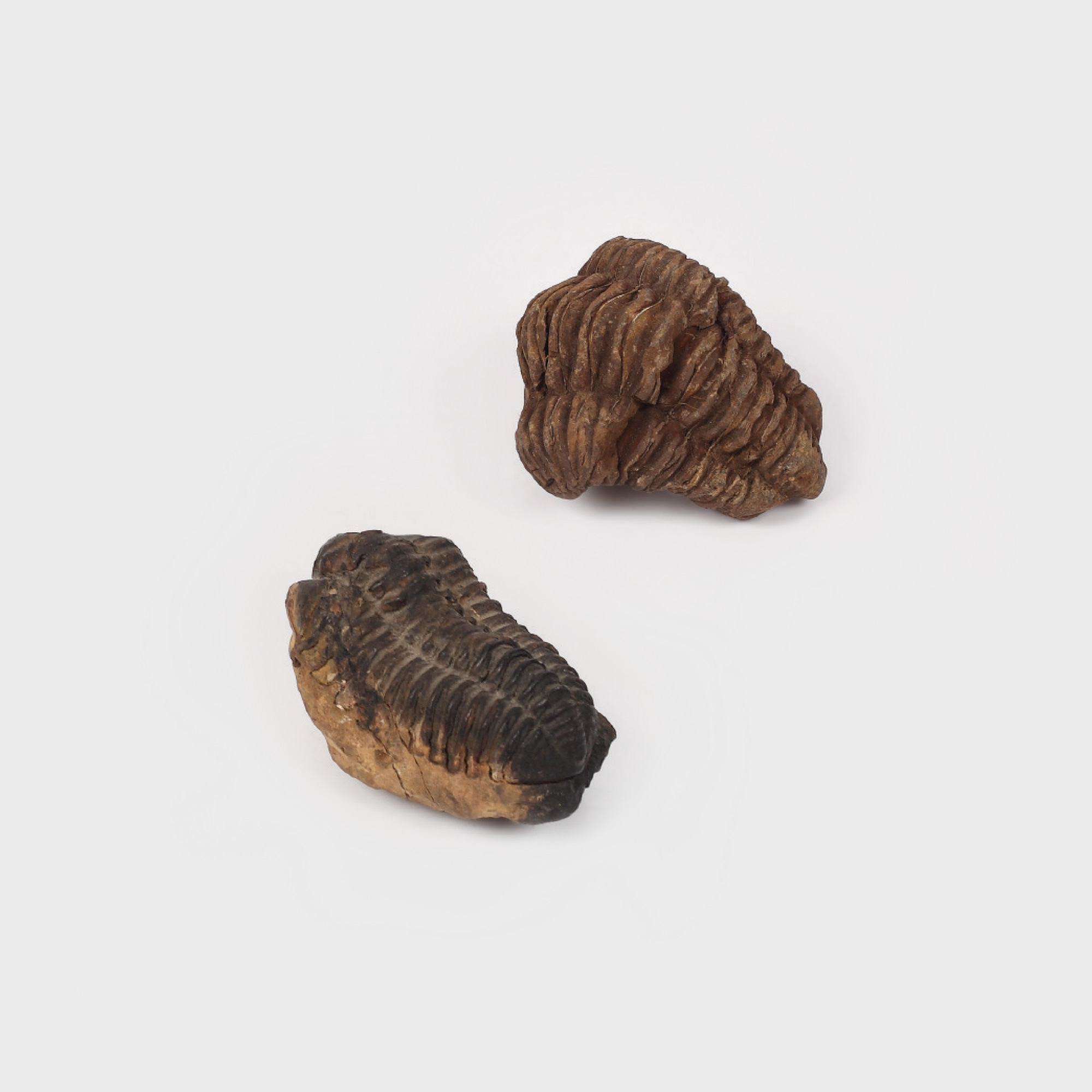 Lot format din două fosile de Trilobit, aprox. 500 milioane de ani vechime