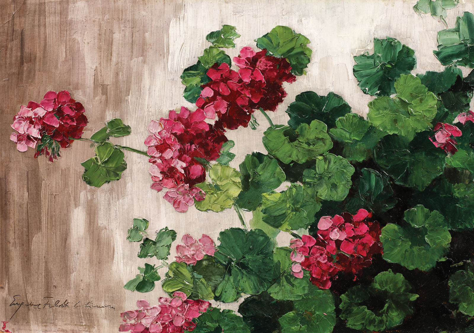 Geraniums