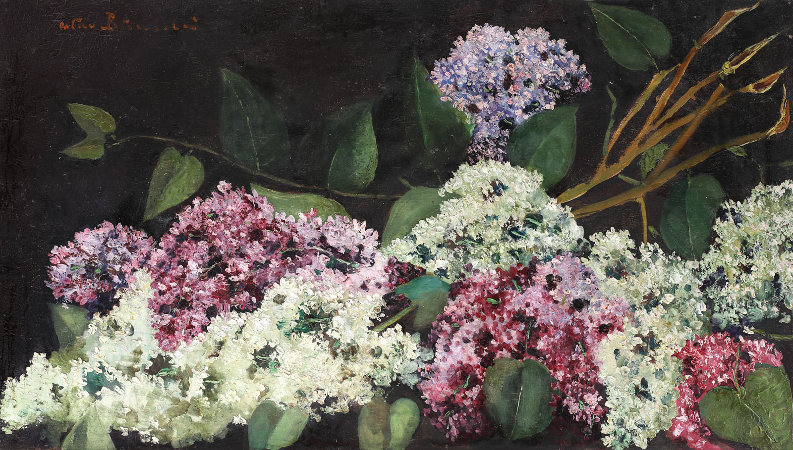 Flori de liliac