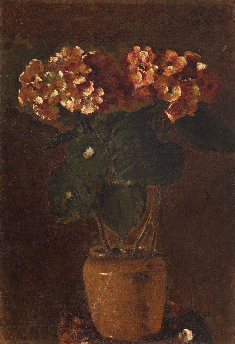 Hortensii