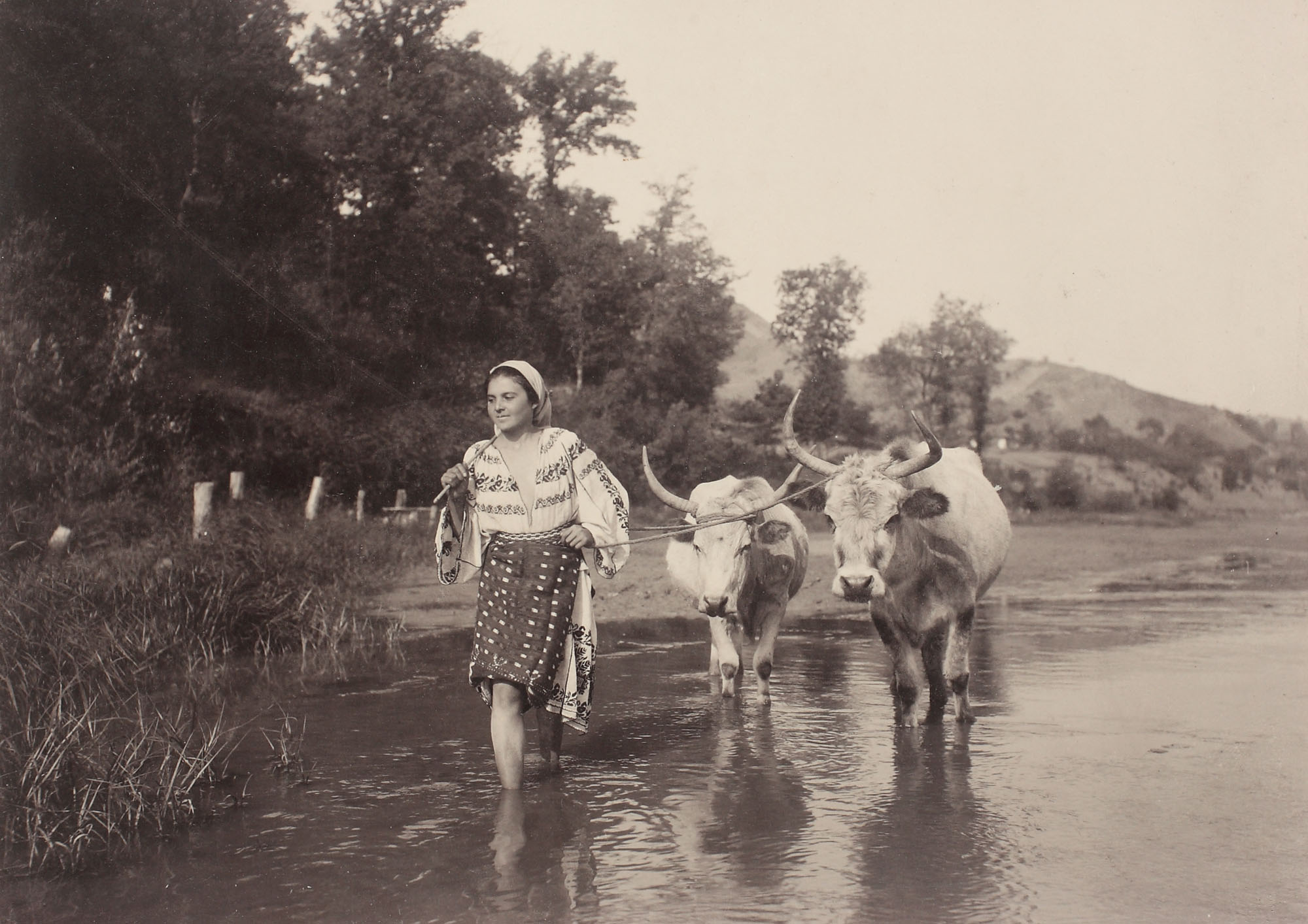 Tărăncuță cu boii la adăpat, 1919