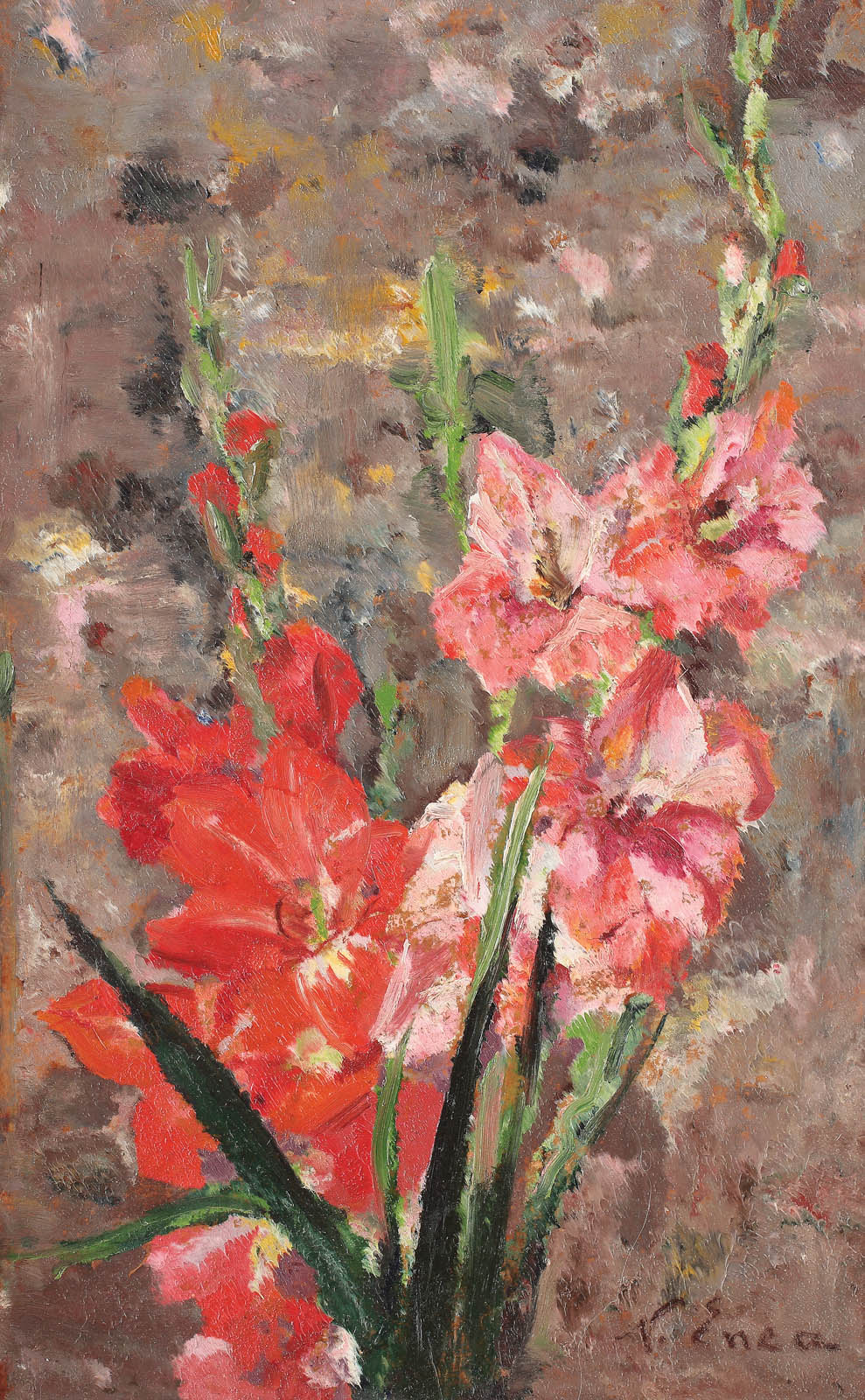 Gladiole