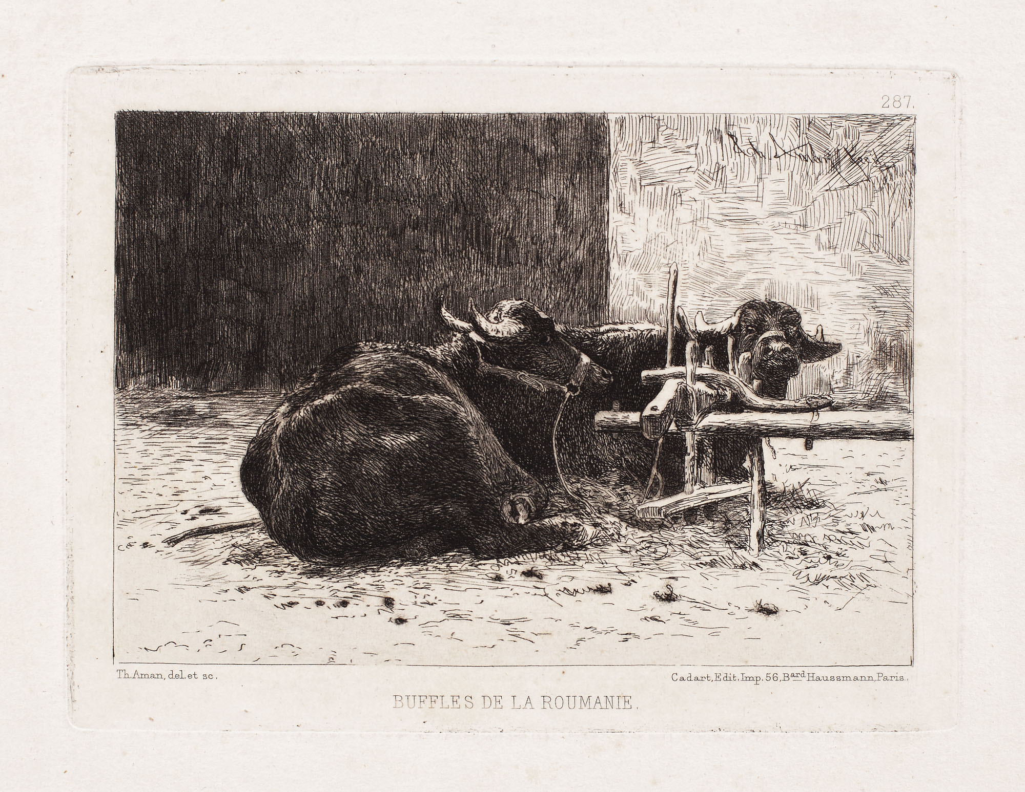 Buffles de la Roumanie