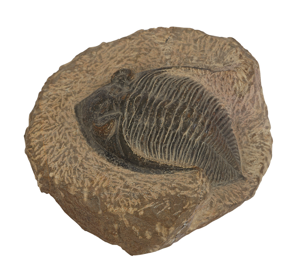 Trilobit, perioada Carbonifer, era Paleozoic
