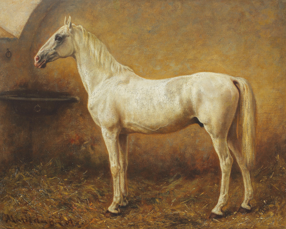 Pur Sânge Arab