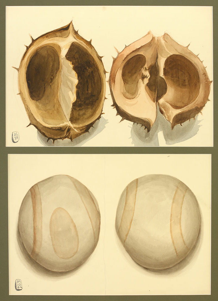 Castane