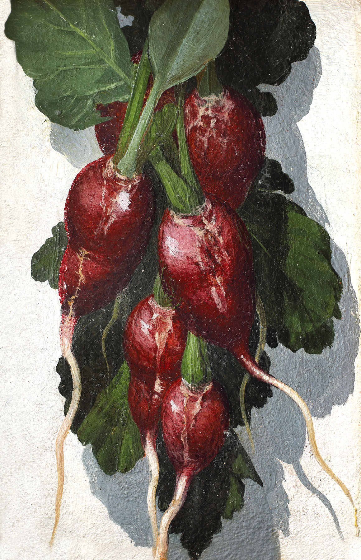 Radishes