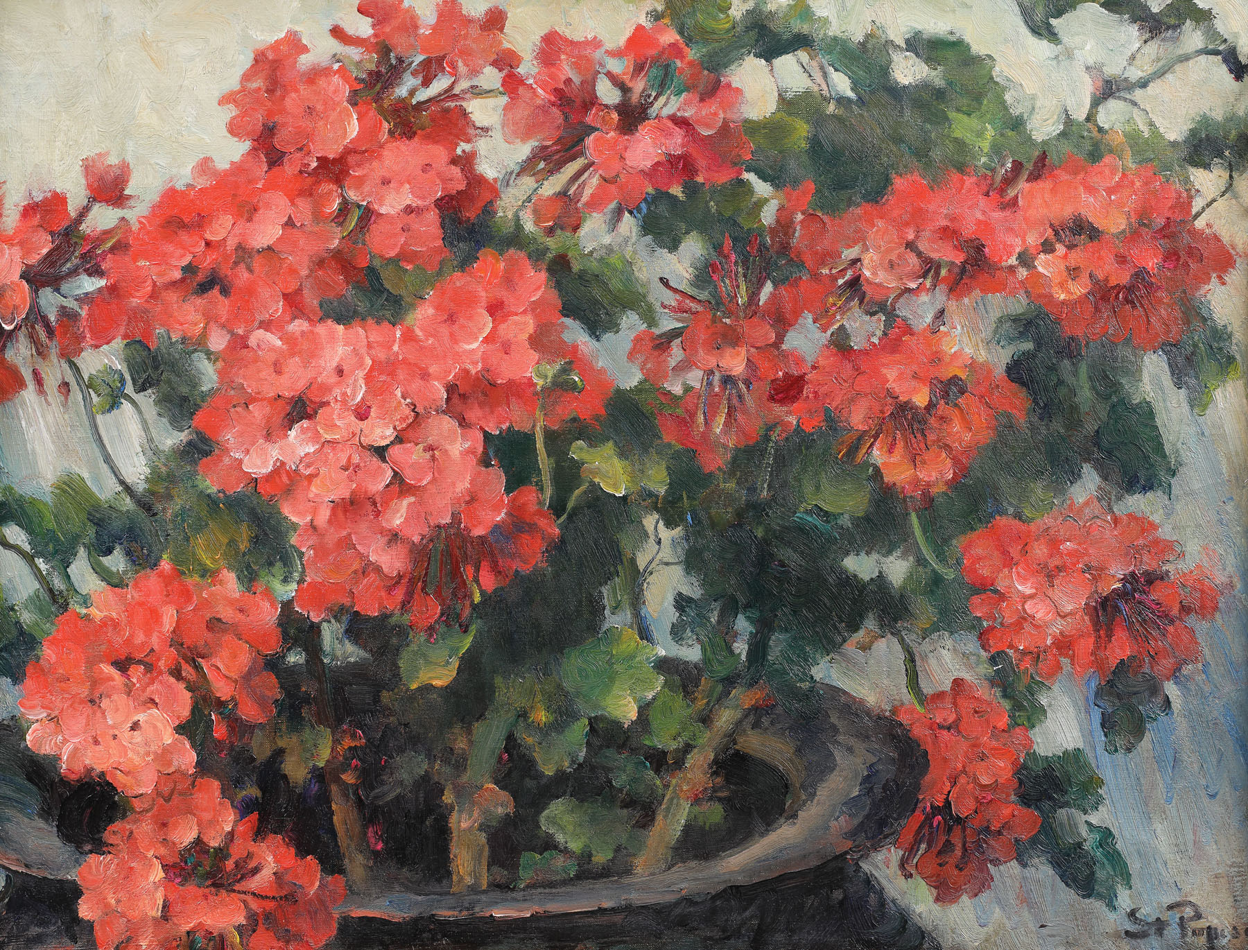 Geraniums
