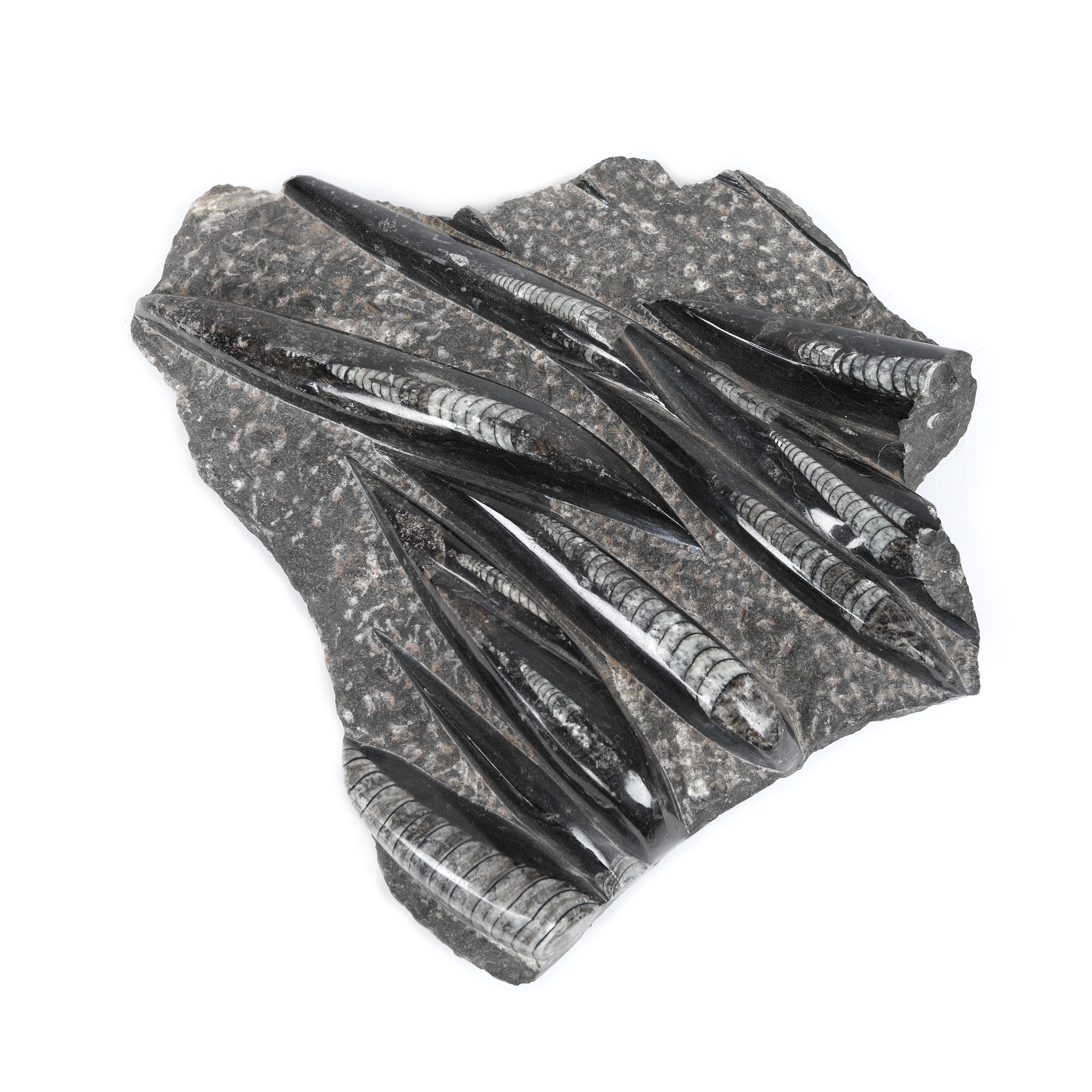 Orthoceras fossils in marble slabs