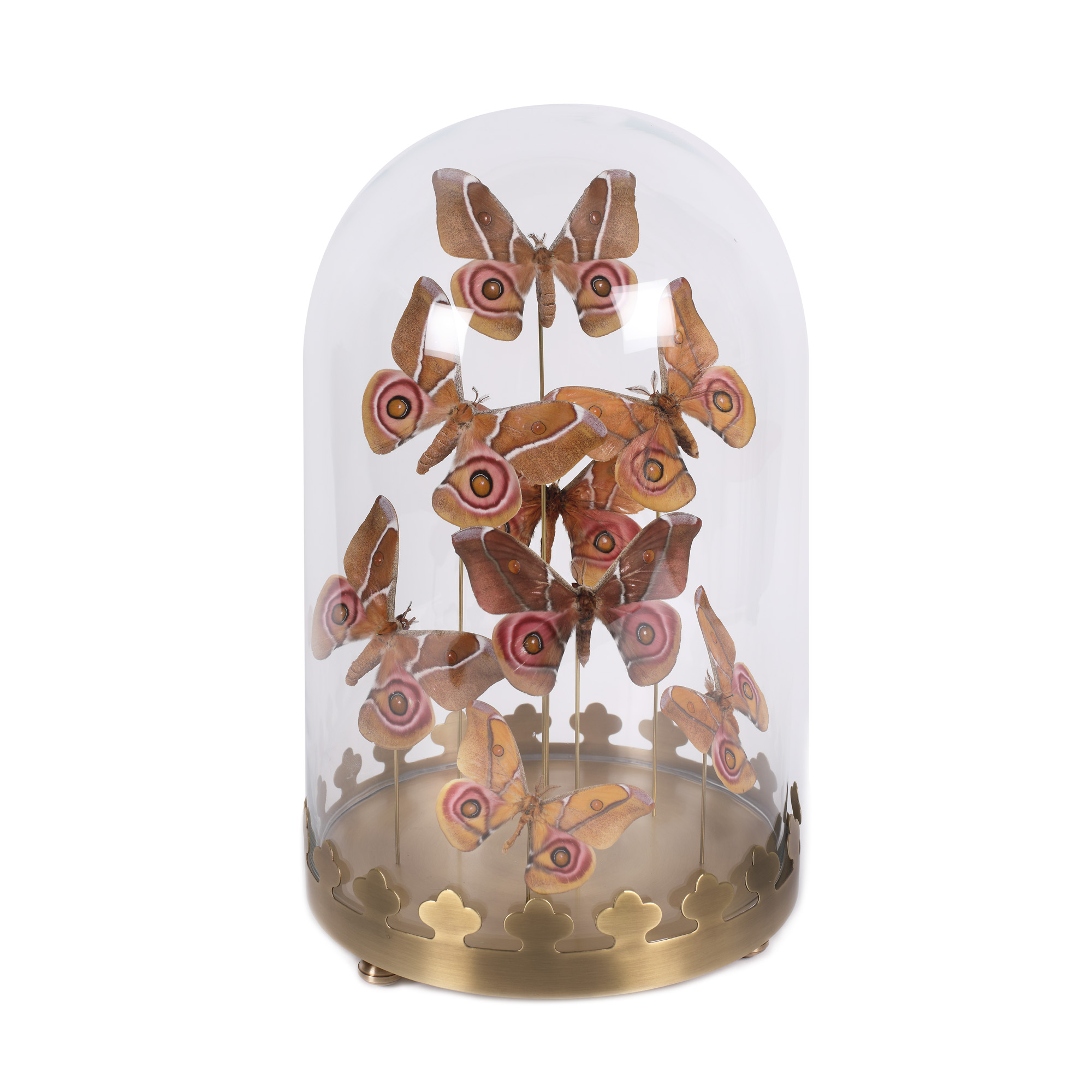 Lot de ”Emperor gum moth”, Australia 
