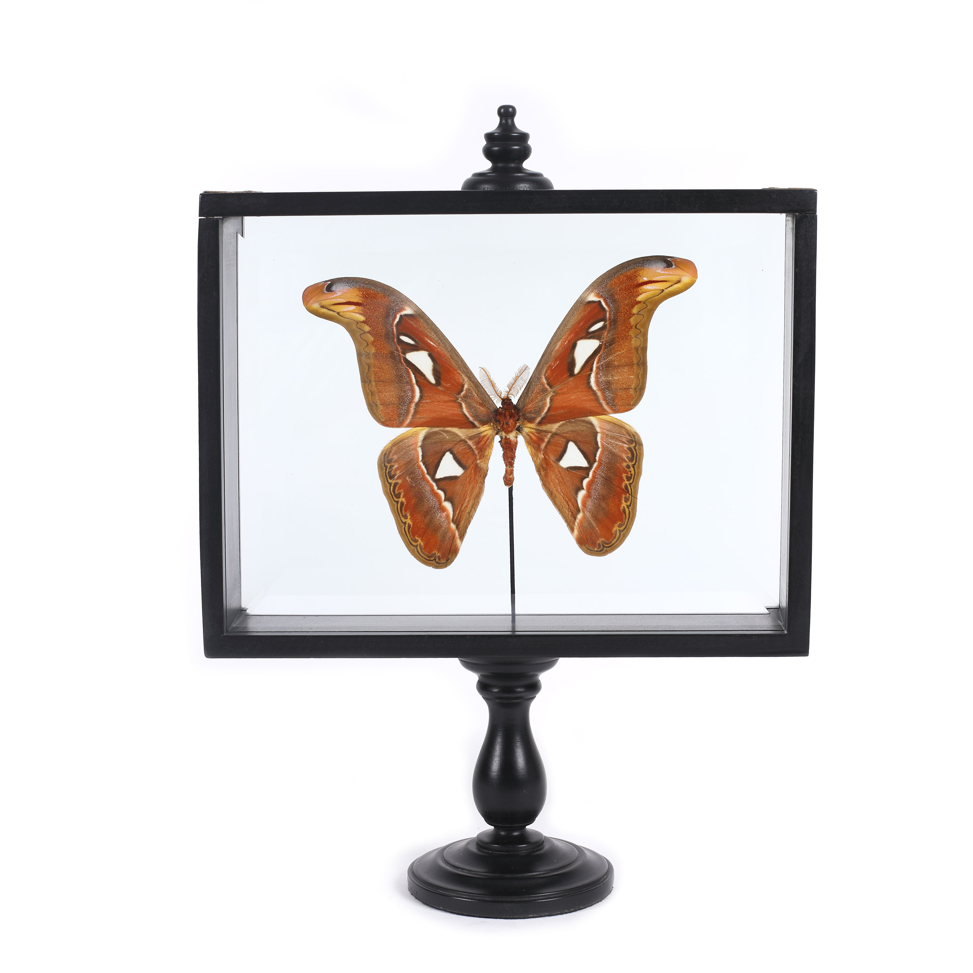 Interesant specimen de ”Attacus atlas”, Asia de sud-est