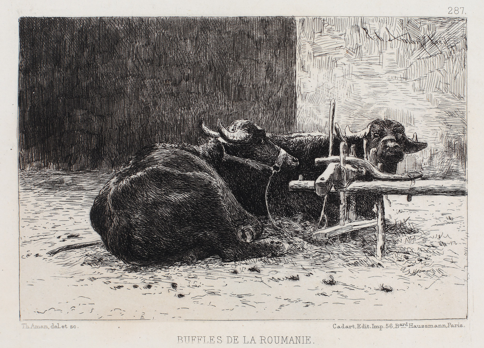 Buffles de la Roumanie