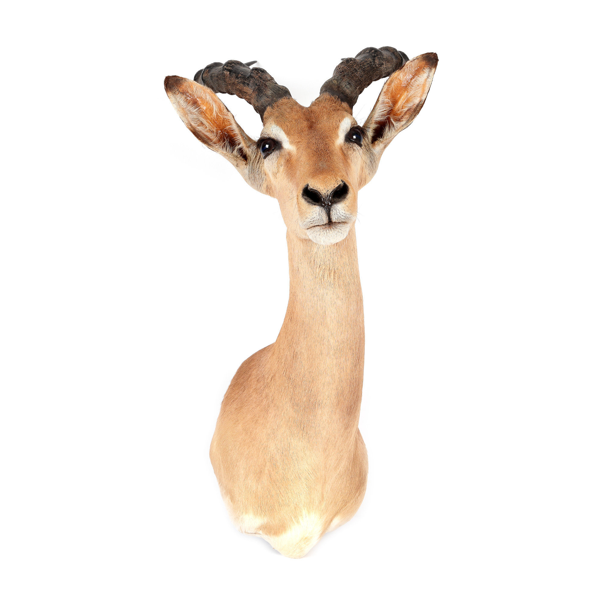 Trofeu impala - gazelă cu coarne lungi, provine din colecția Jean-Philippe Guilbert