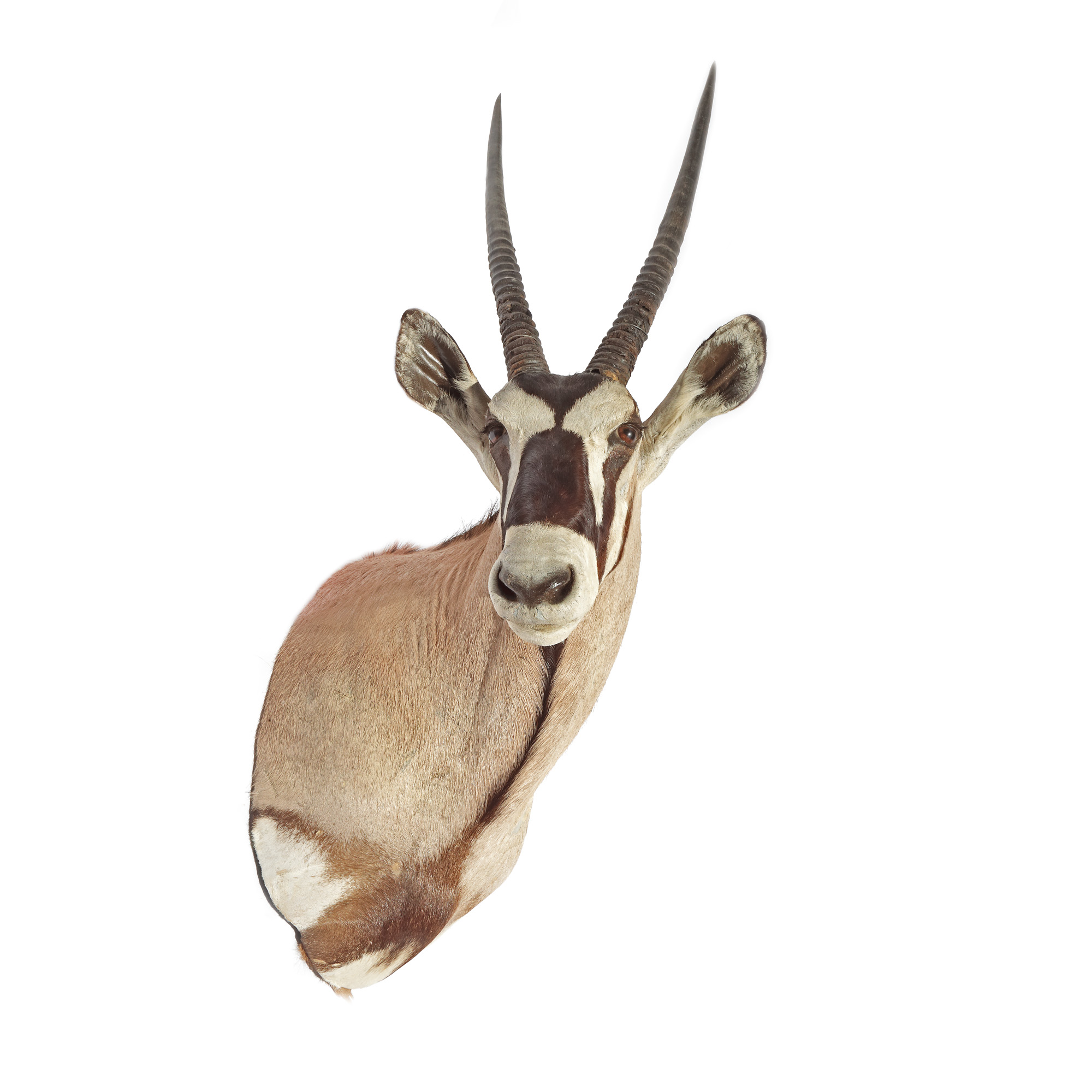 Trofeu oryx - antilopă cu coarne lungi ascuţite, provine din colecția Jean-Philippe Guilbert