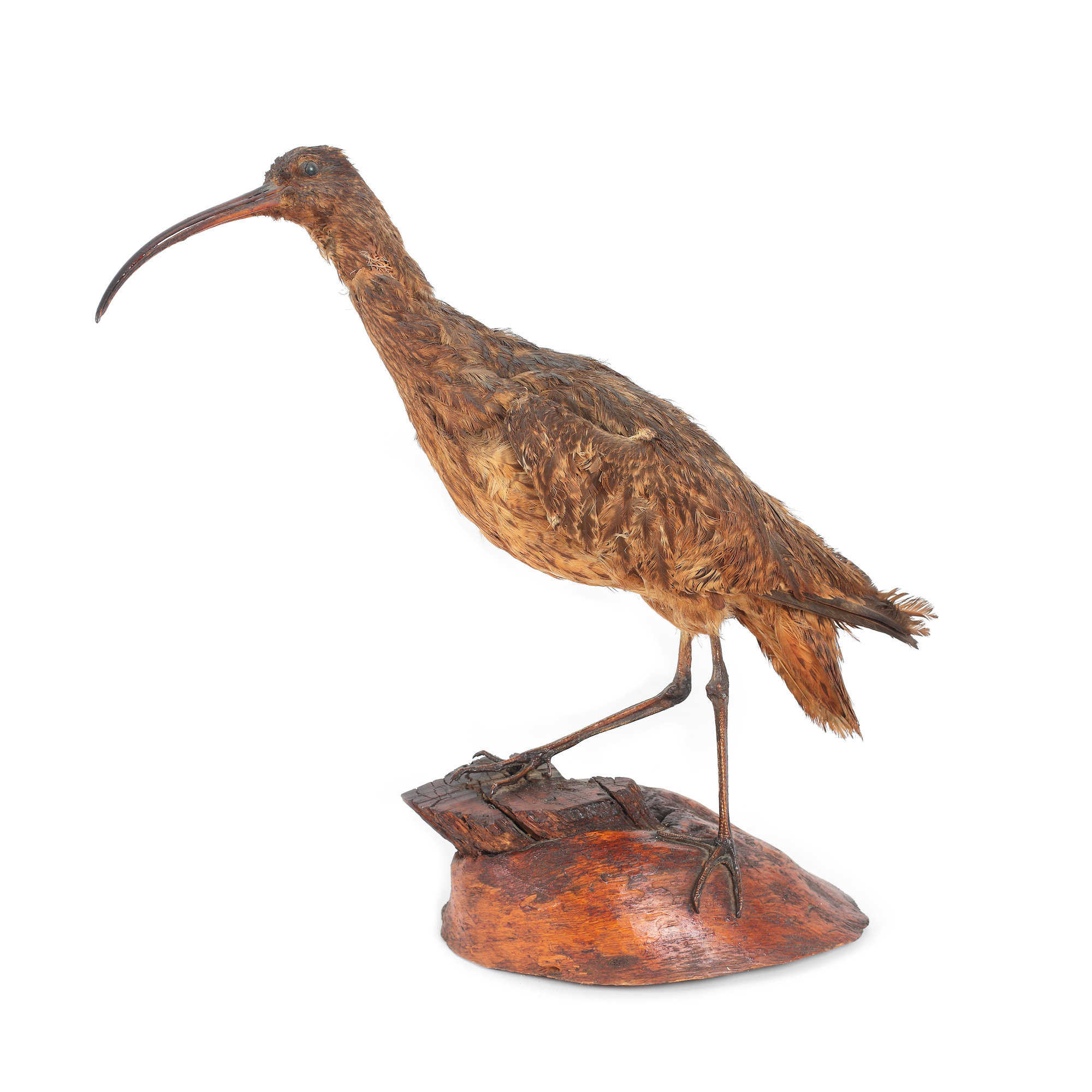 Dioramă cu trofeu de vânătoare, reprezentând un ibis