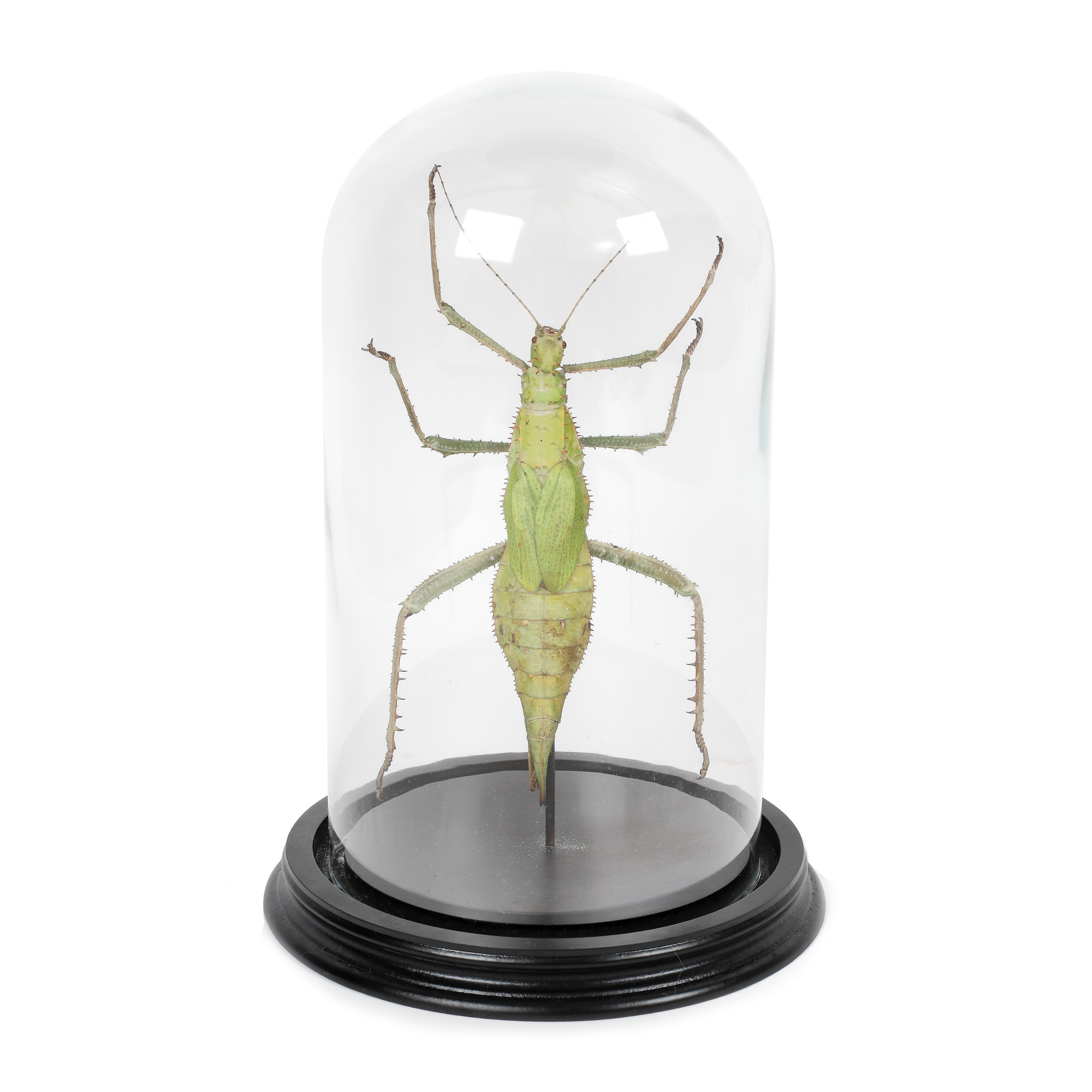 Interesant specimen de ”Melanoplus spretus” (lăcustă gigant), provine din colecția Jean-Philippe Guilbert