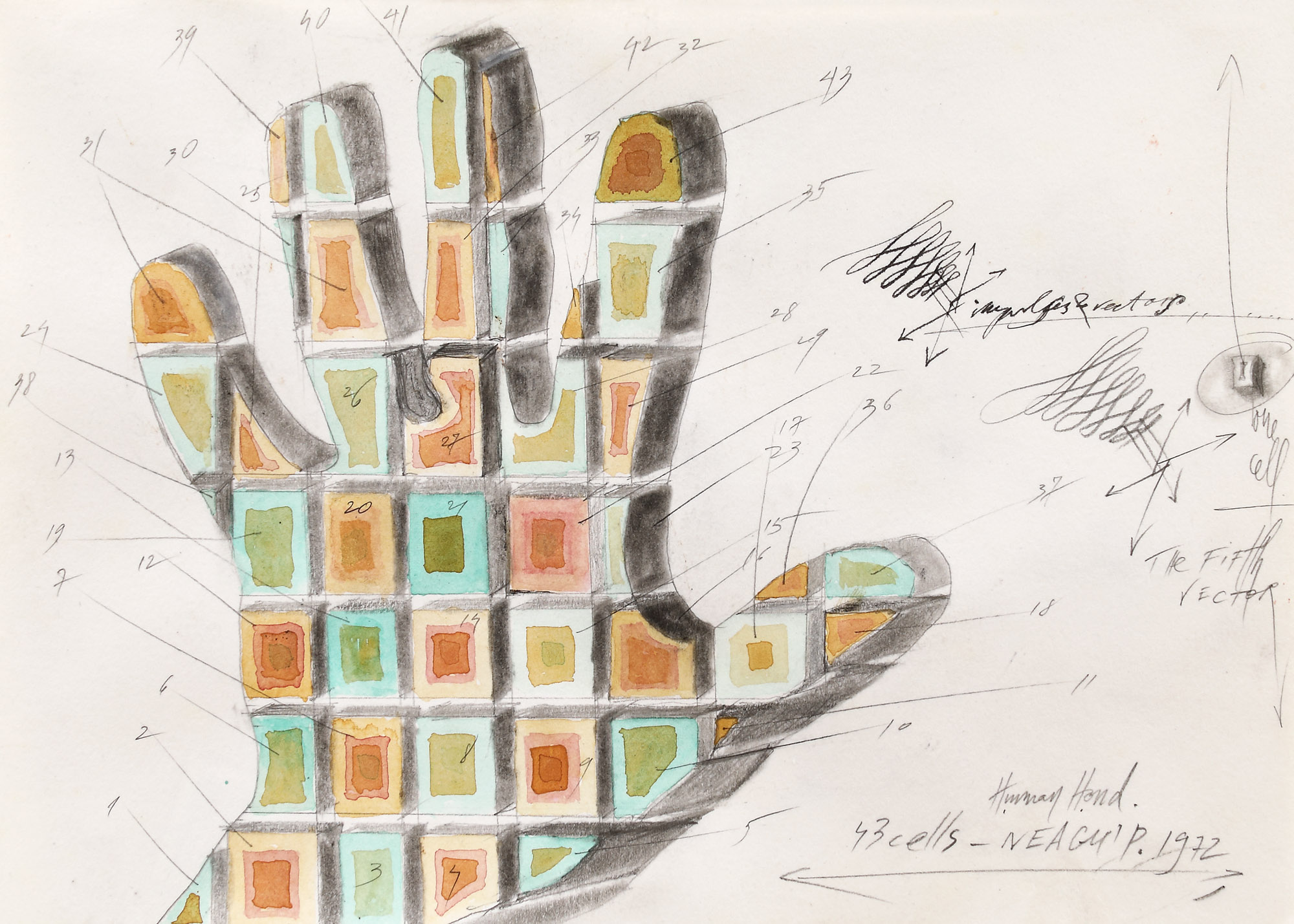 Human Hand