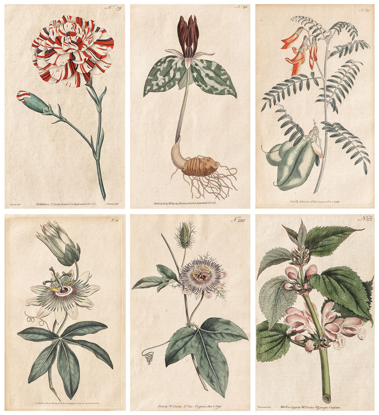 The Botanical garden