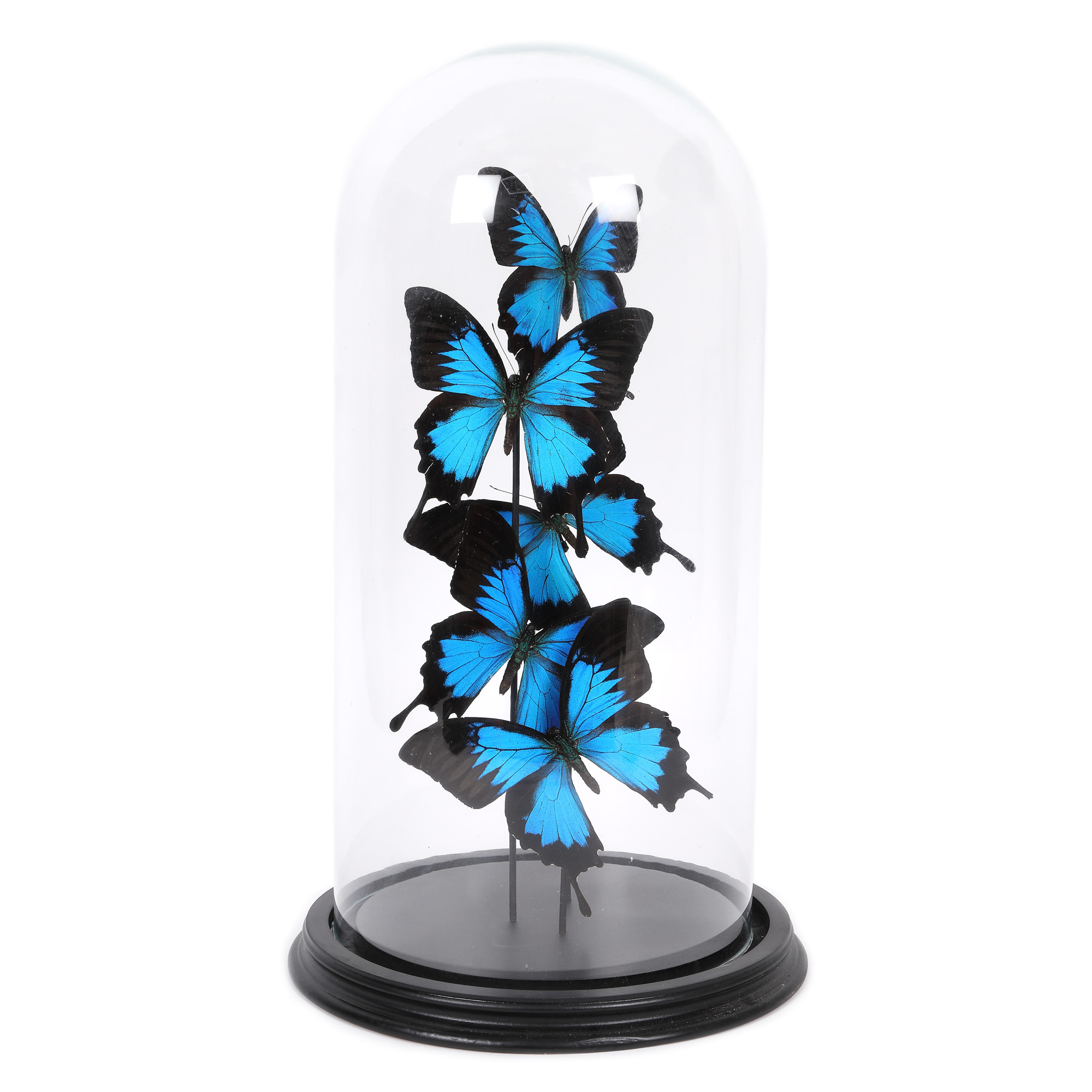 Lot de fluturi exotici ”Morpho Didius” sau ”Giant Blue”, Peru, provine din colecția Jean-Philippe Guilbert
