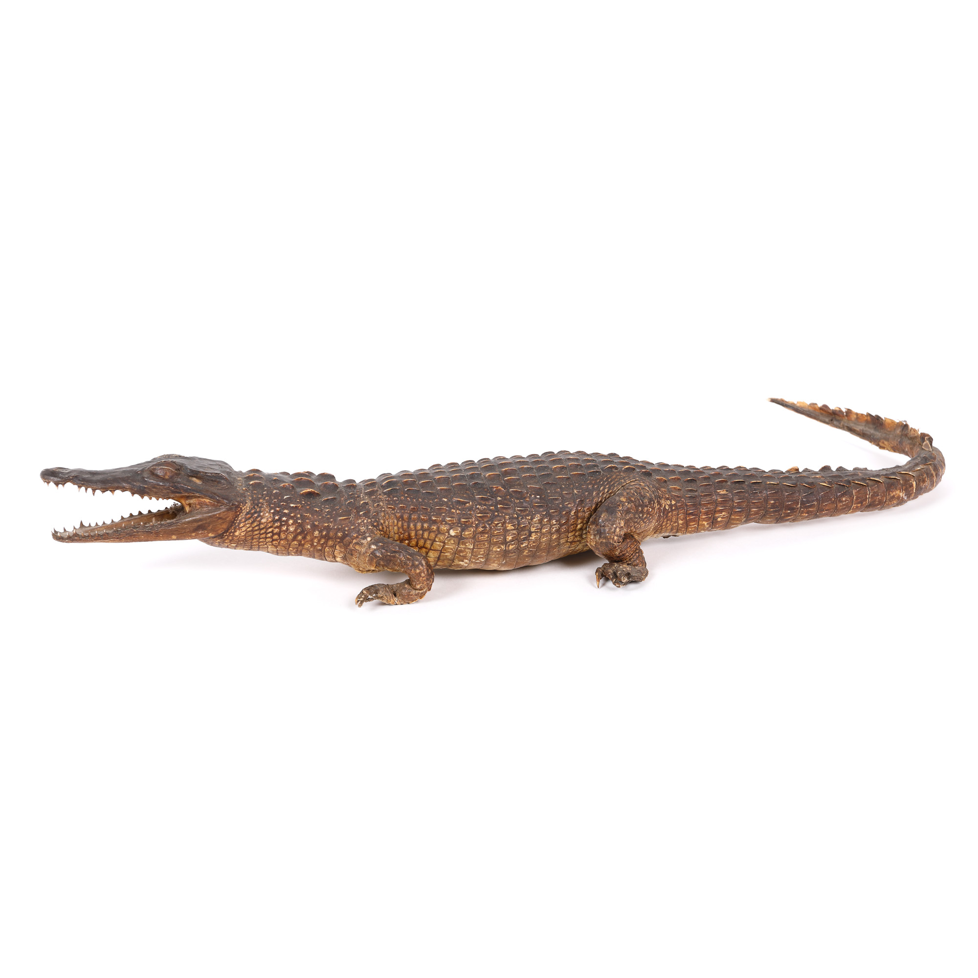 Frumos specimen de Crocodylus Niloticus (Crocodil de Nil)