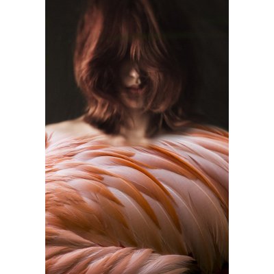 Les Plumes Ne Font Pas L'Oiseau