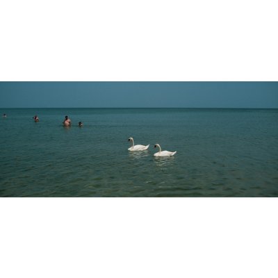 Au venit pentru balet, au plecat cu hamsii