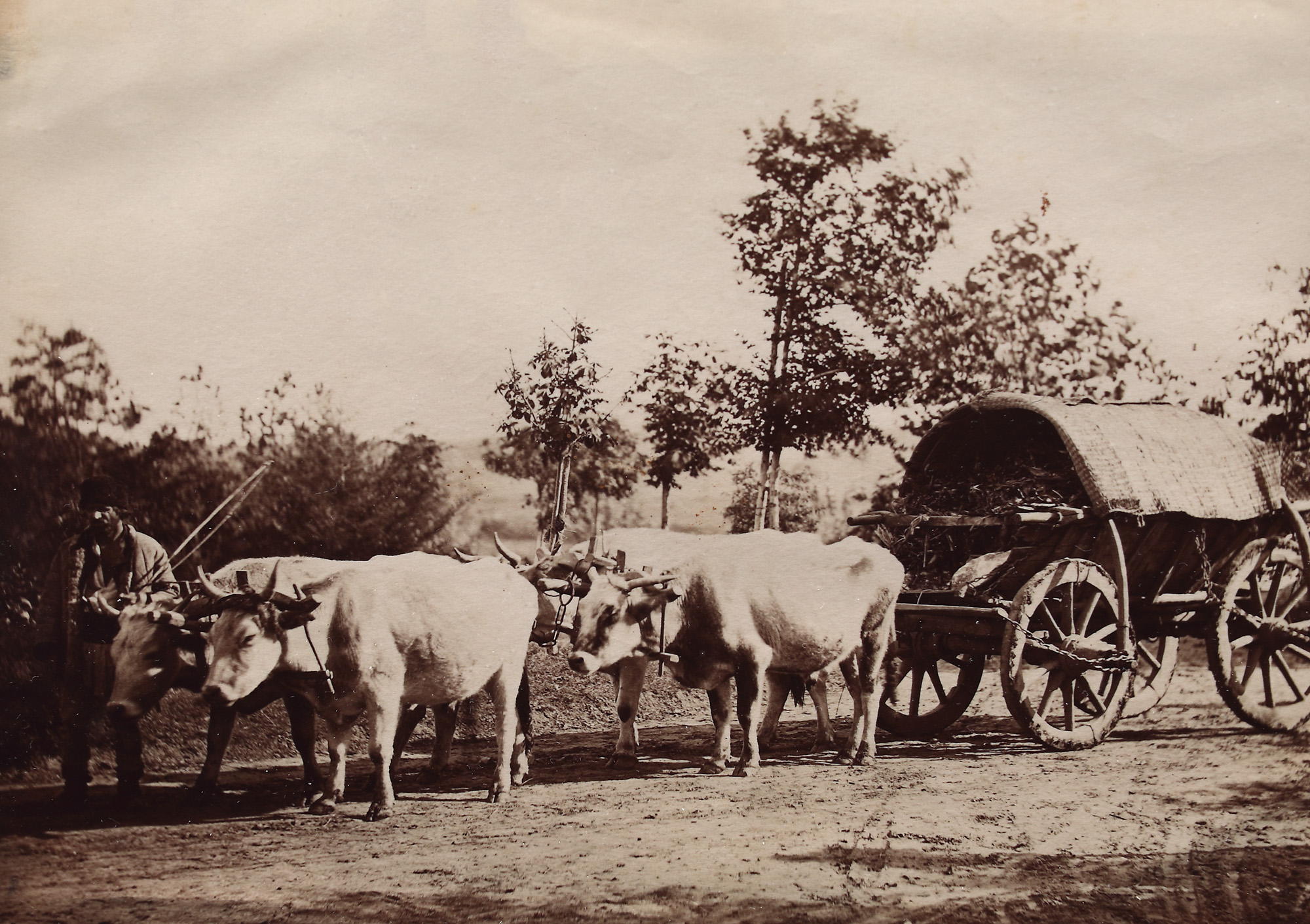 Photo illustrating an ox cart, with a cover, Bucharest, second half of the century. XIX
