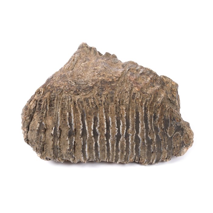 Mammoth fossilized molar, with certificate from the Geological