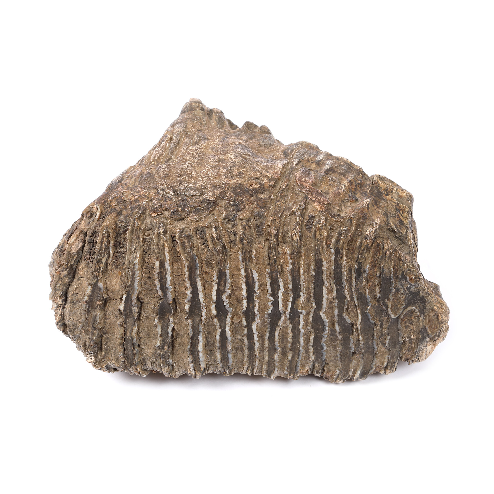 Molar de mamut fozilizat, însoțit de certificat de la Institutul Geologic al României, 100.000 ani vechime