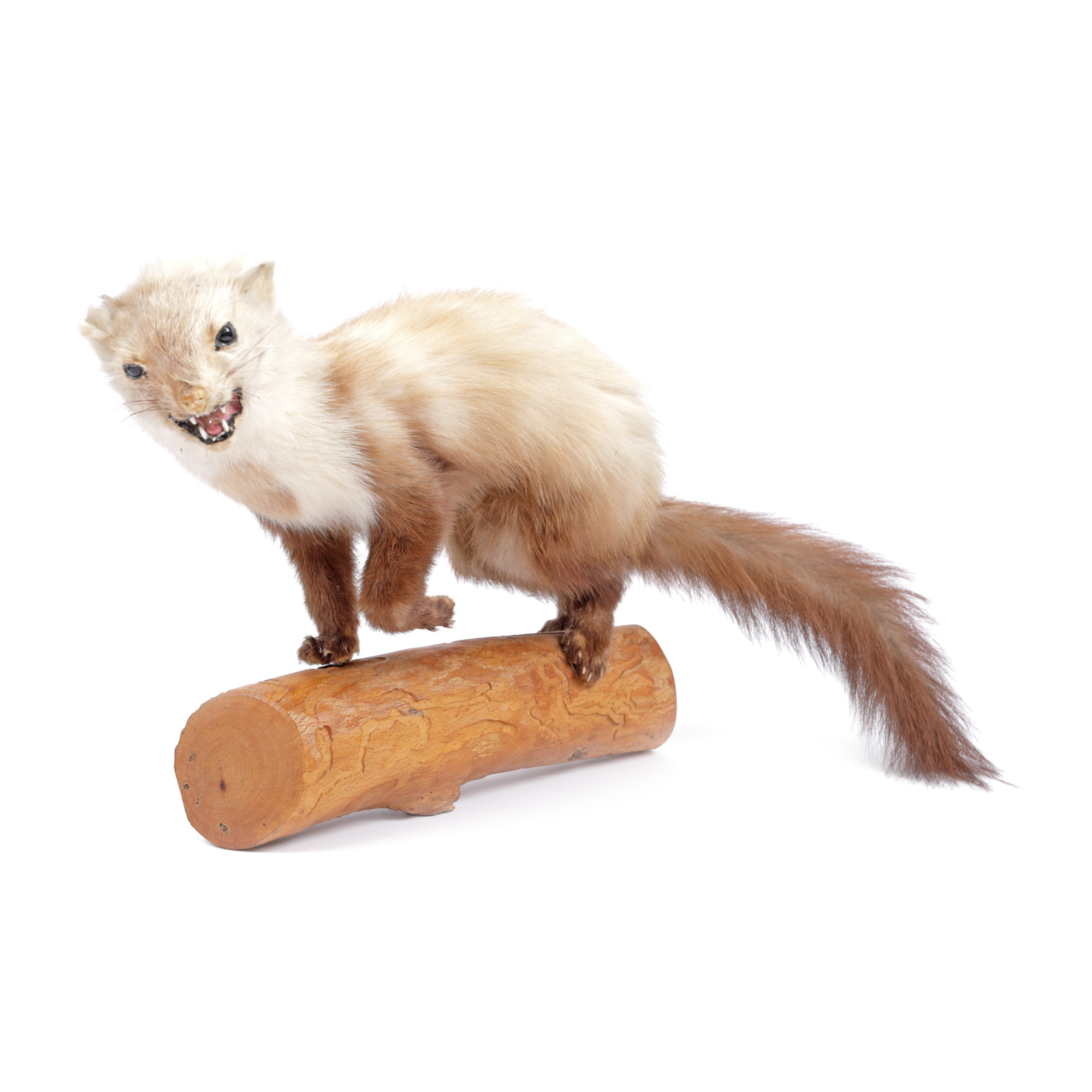 Mink, taxidermy mount