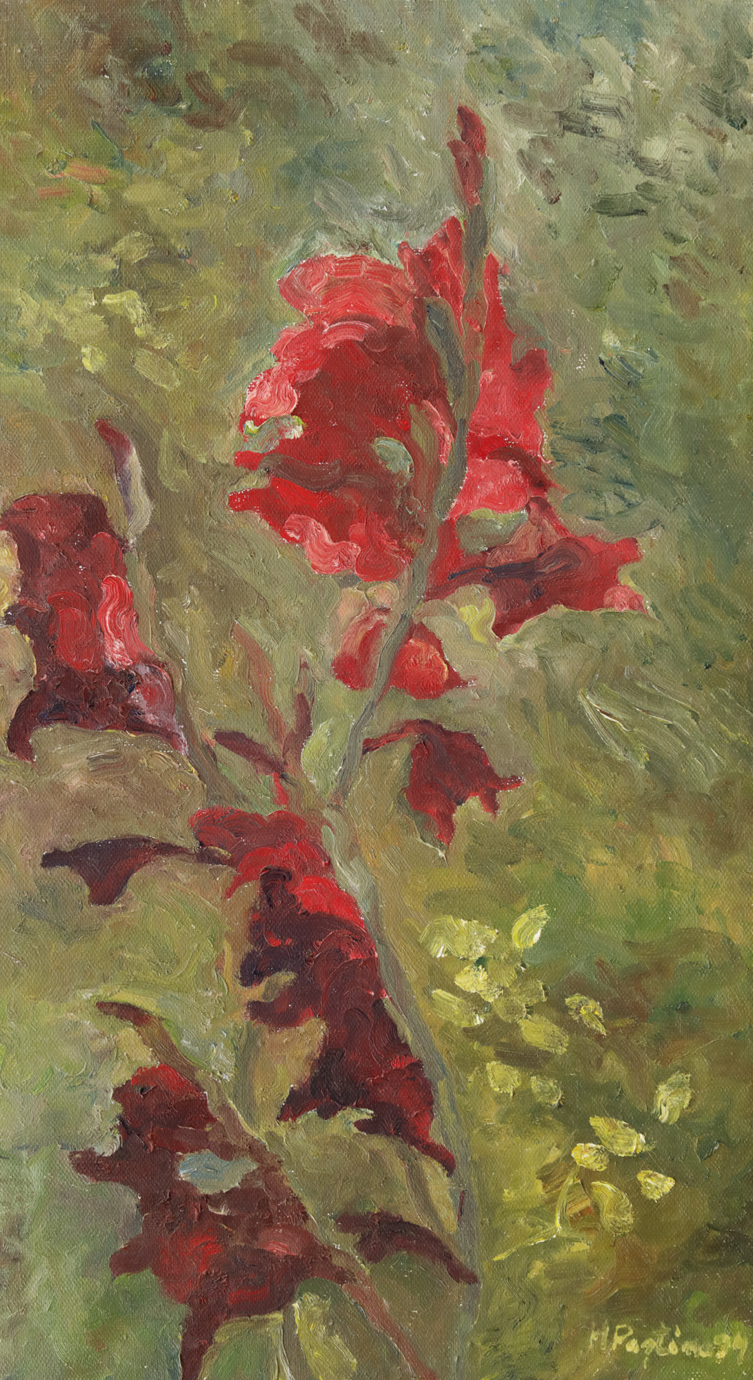 Gladiolă