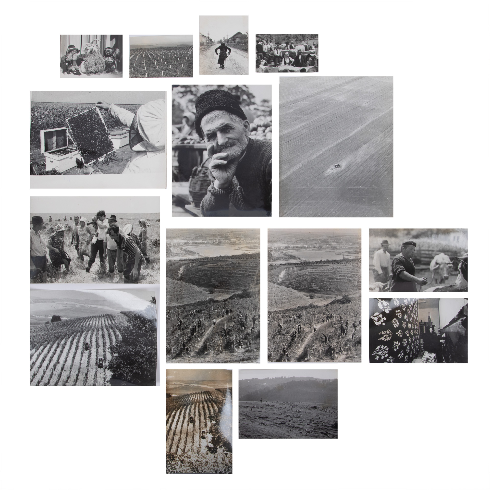 Set of 15 photographs from rural environment illustrating various agricultural works, with ex-libris of photographer Armand Rosenthal, approx. 1980