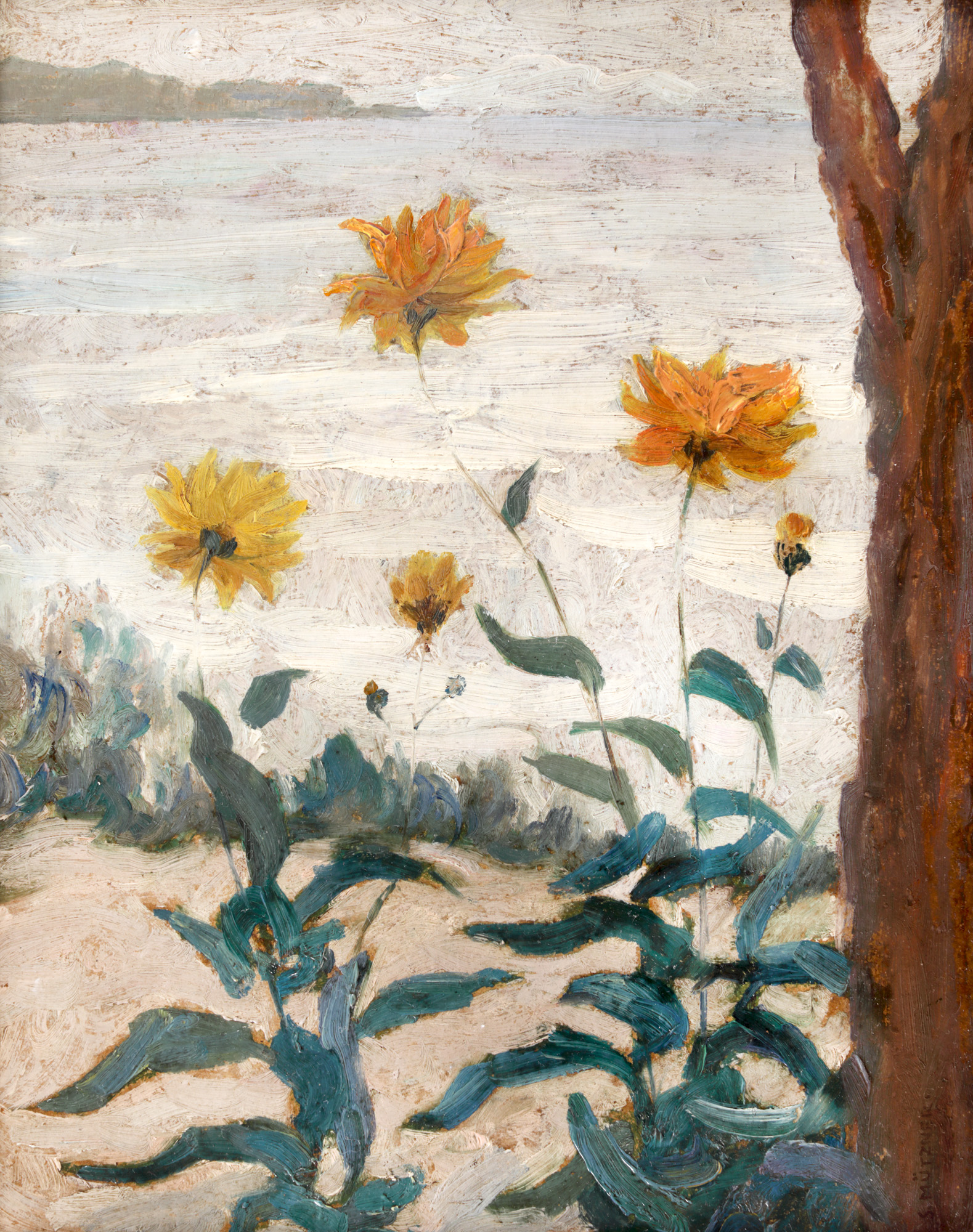 Chrysanthemums at Balchik