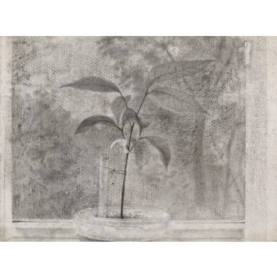 Still Life from My Window