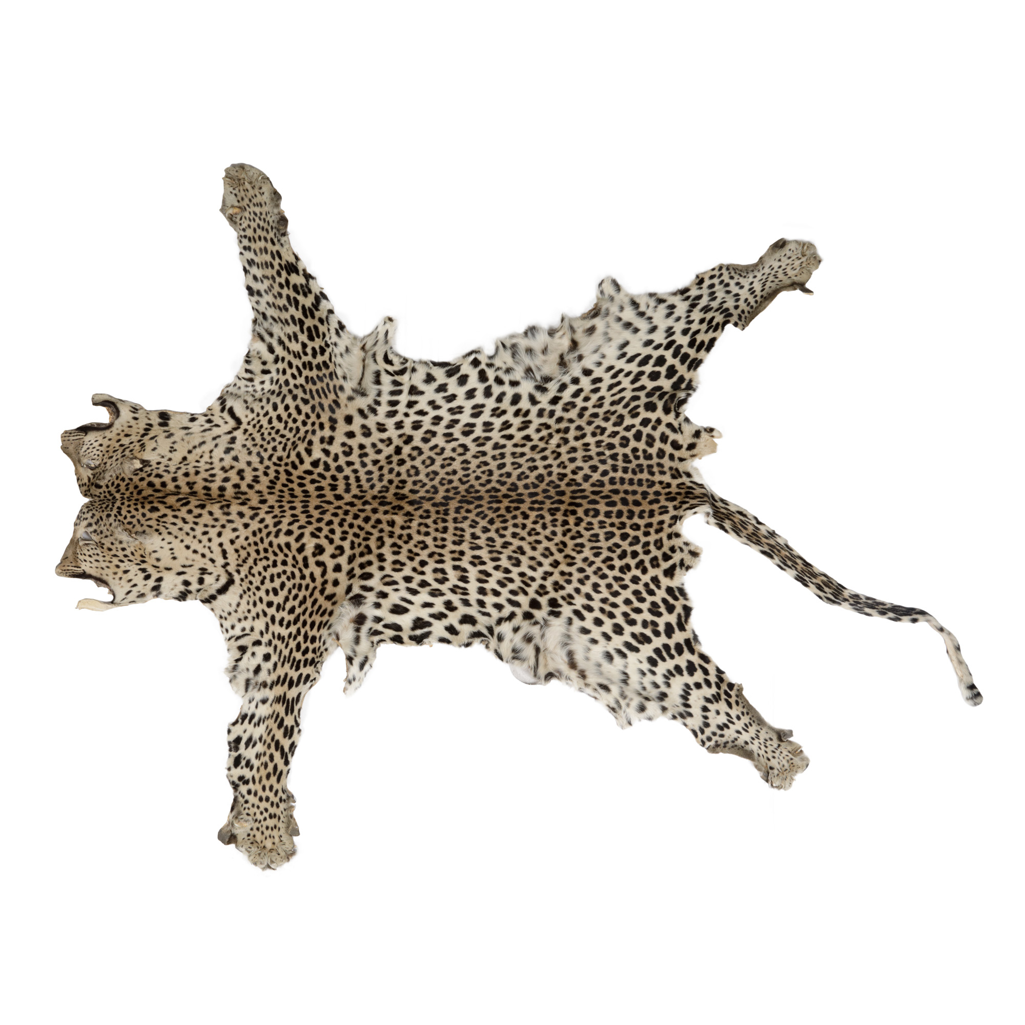 Leopard Fur, Hunting Trophy