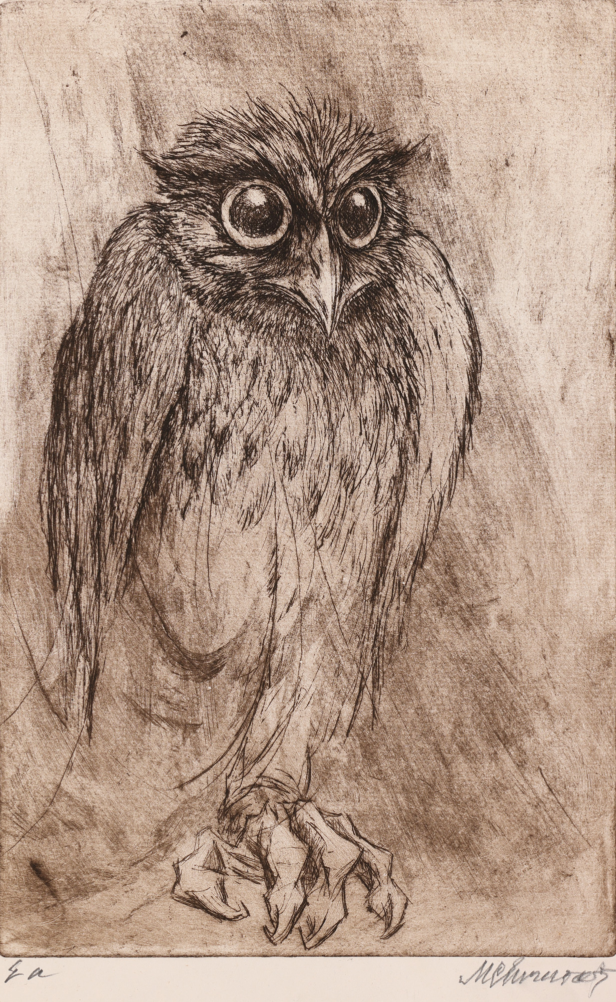 Owl