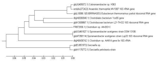 identifying two unknown species of bacteria essay identifying two unknown species of bacteria essay