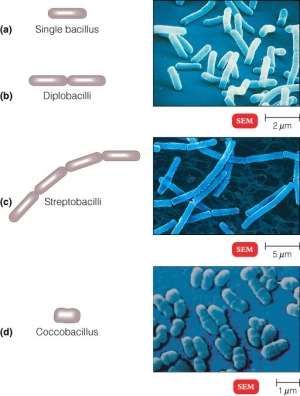 04-02_Bacilli_1.jpg