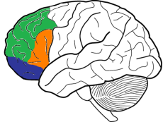 Brain Image.png