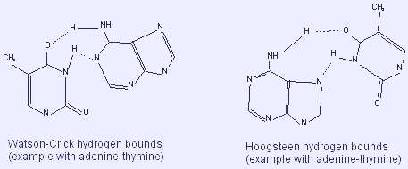 http://atlasgeneticsoncology.org/Educ/Images/HoogsteenE.jpg