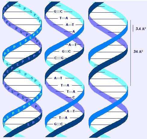 http://atlasgeneticsoncology.org/Educ/Images/DoublehelixE.jpg
