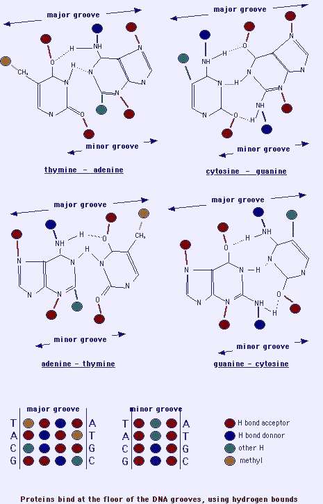http://atlasgeneticsoncology.org/Educ/Images/InteracDNAProtE.jpg