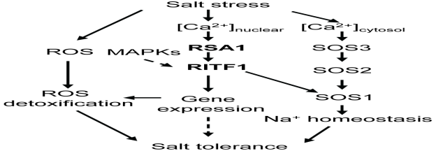 http://www.plosgenetics.org/article/info:doi/10.1371/journal.pgen.1003755.g007/largerimage